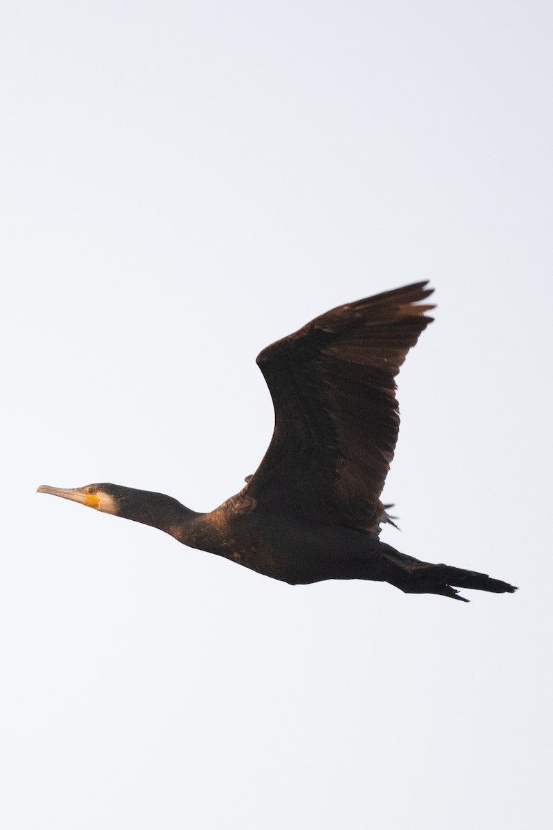 Great Cormorant - ML644845816