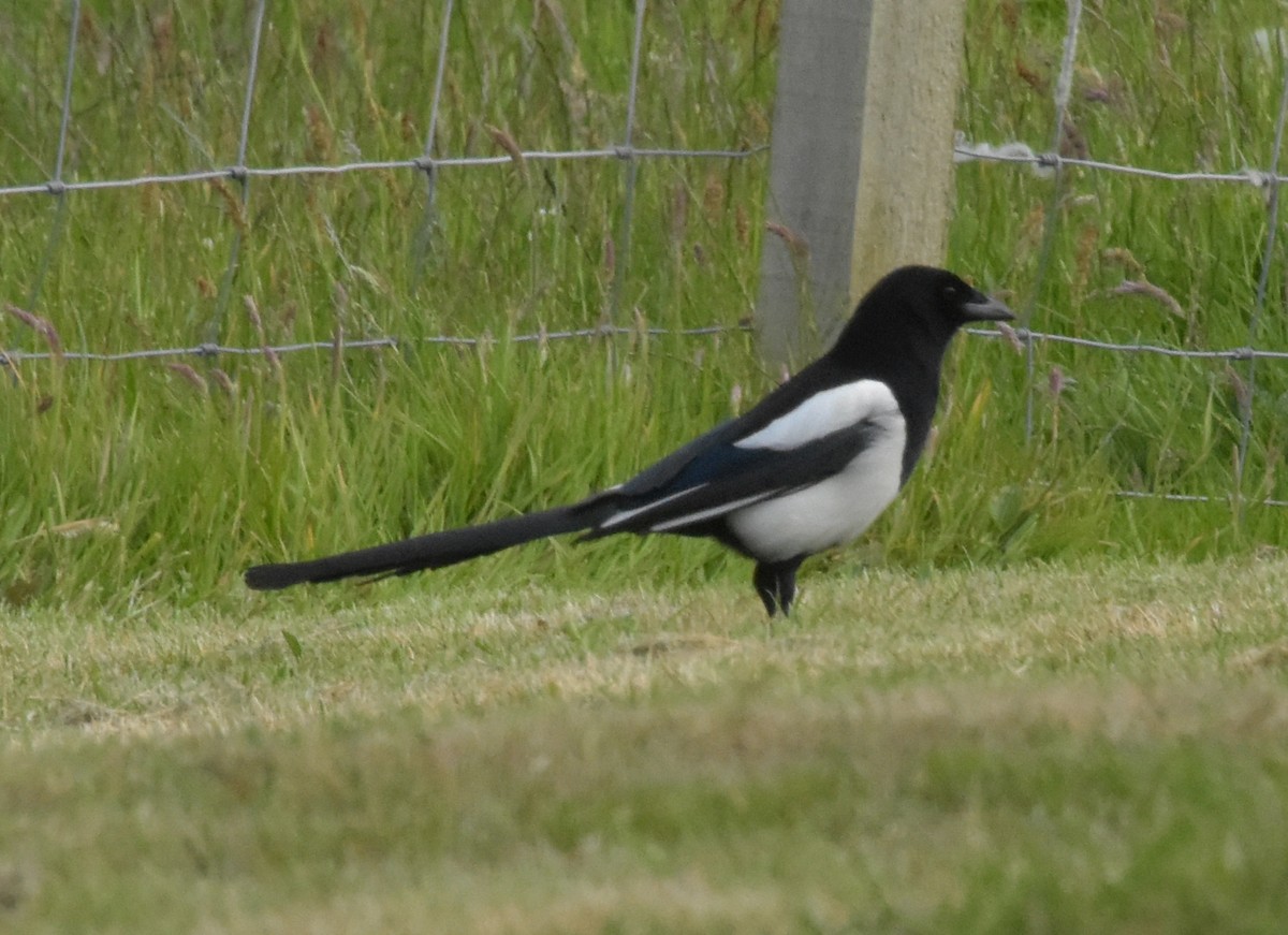 Eurasian Magpie - ML644845817
