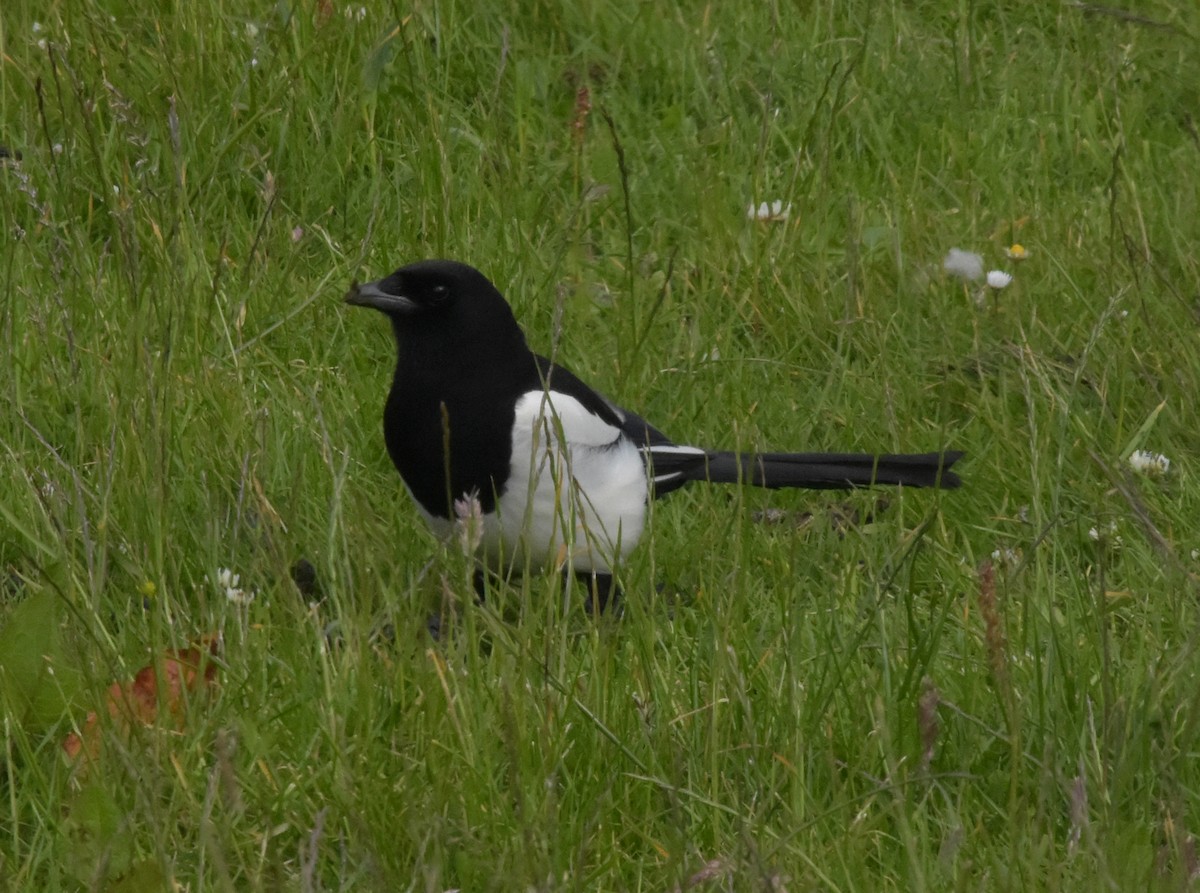 Eurasian Magpie - ML644845818