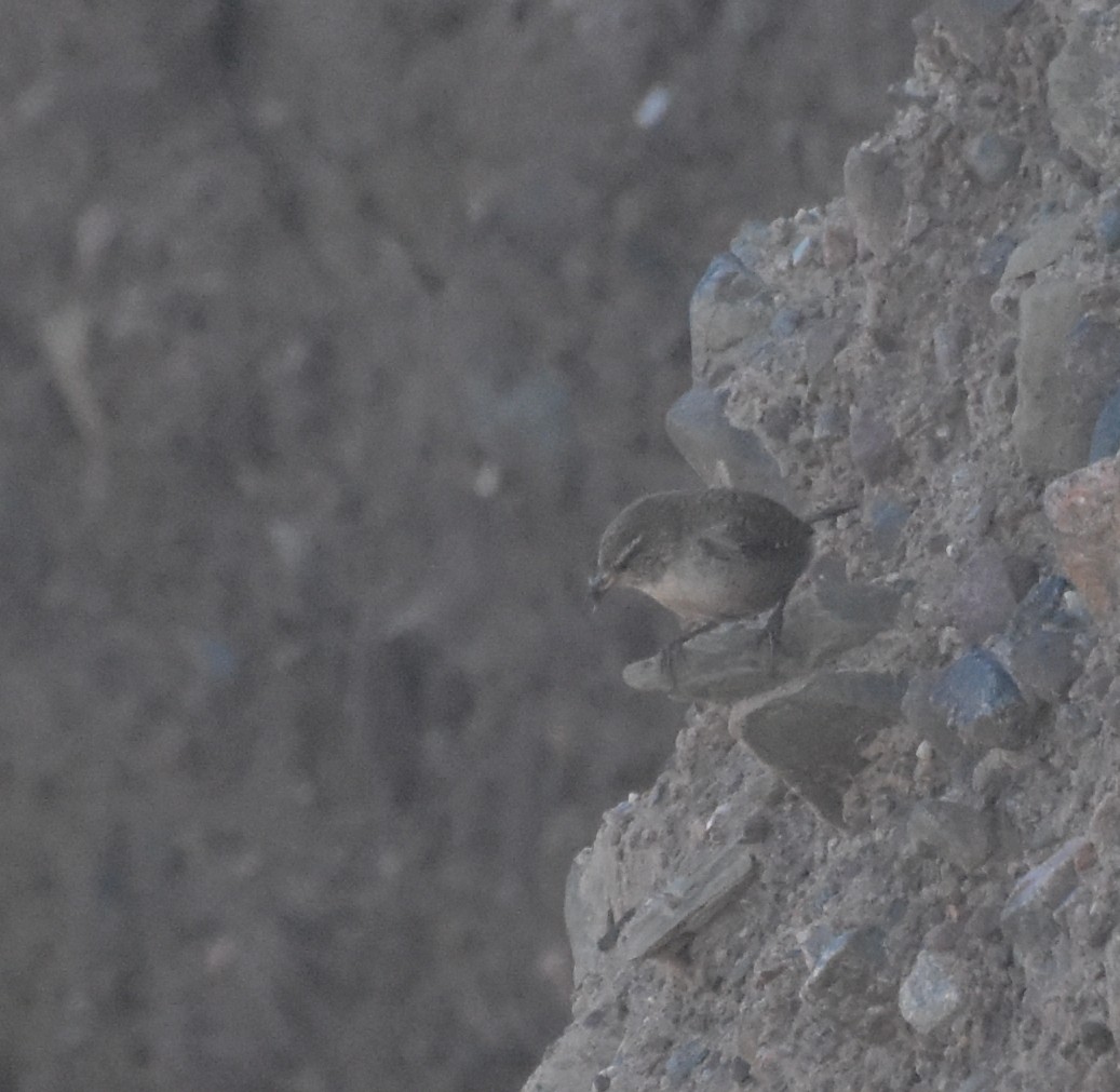 Eurasian Wren - ML644845819