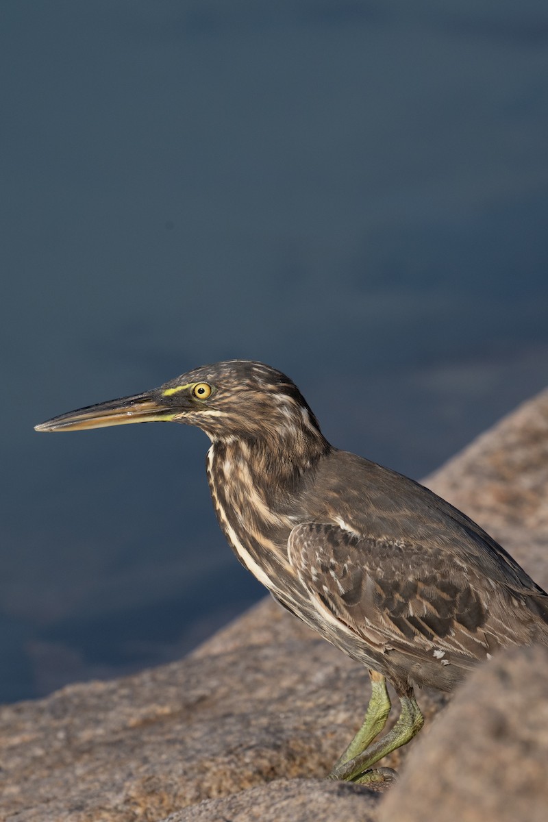 Little Heron - ML644845821