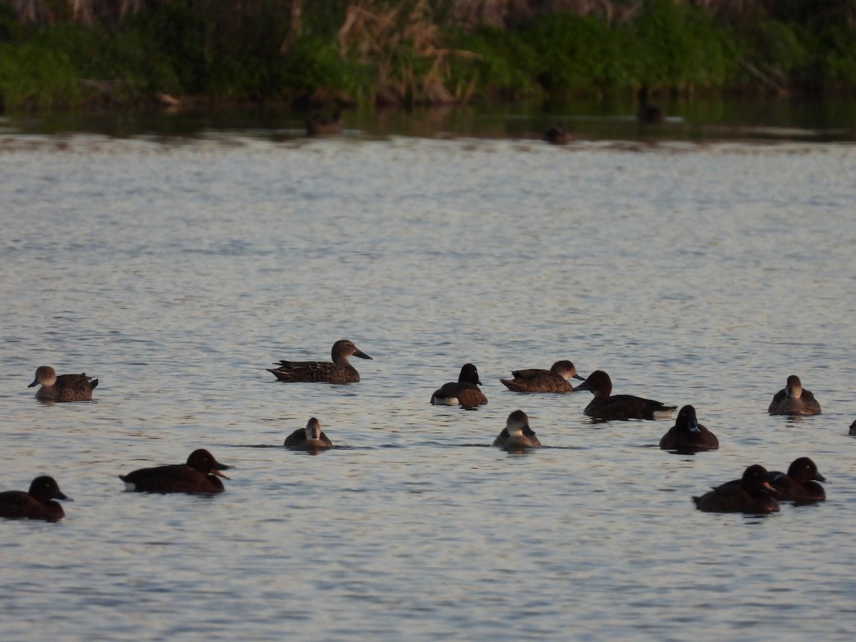 Australasian Shoveler - ML644845822