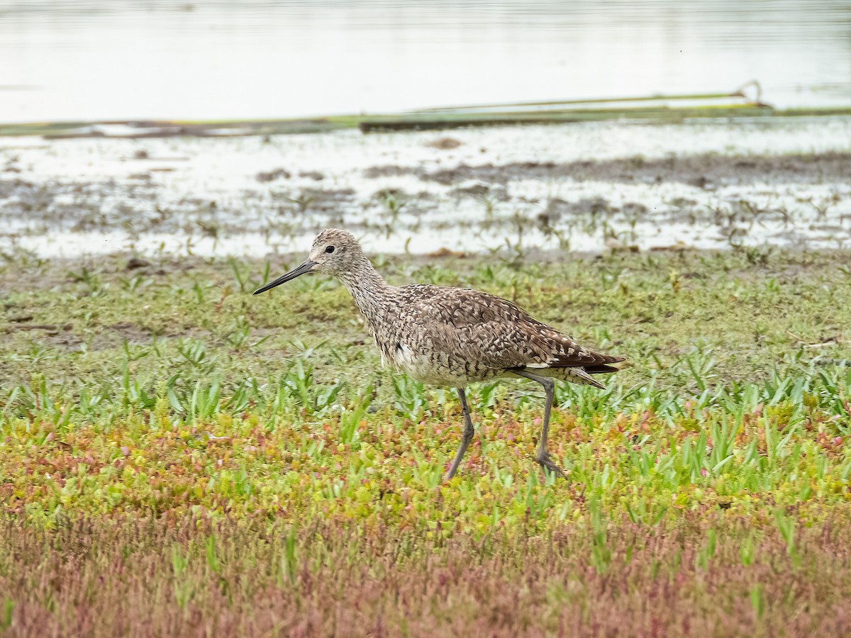 Willet - ML644845823