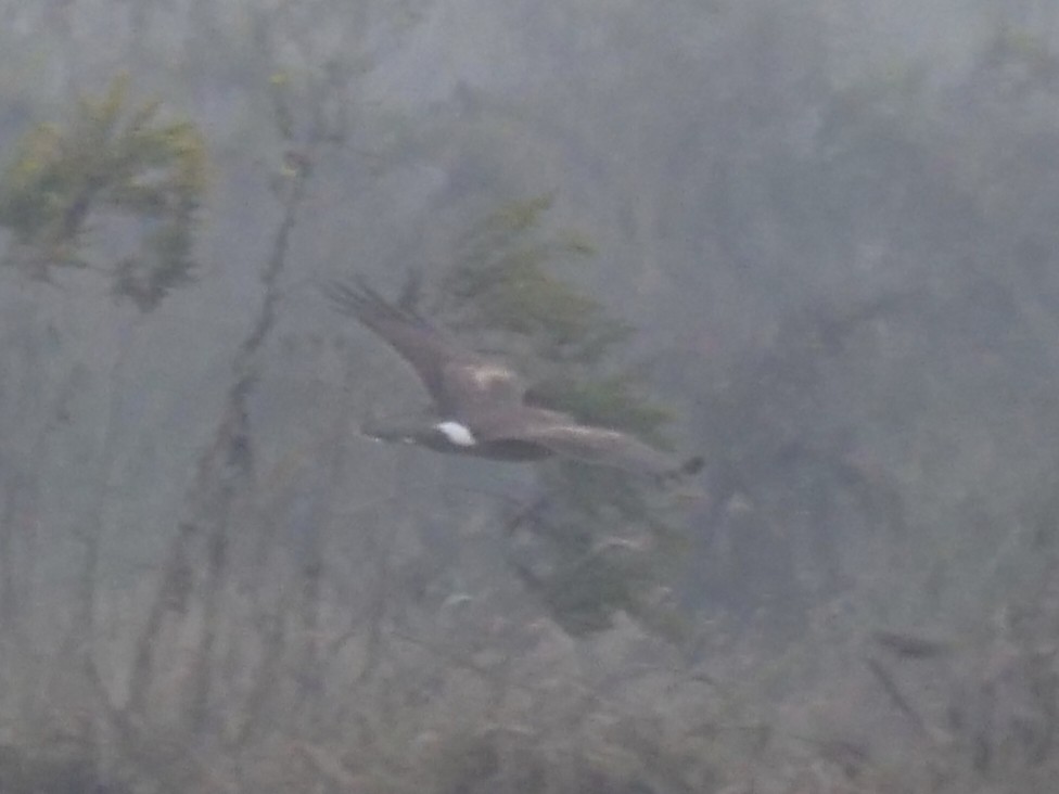 Hen Harrier - ML644845824