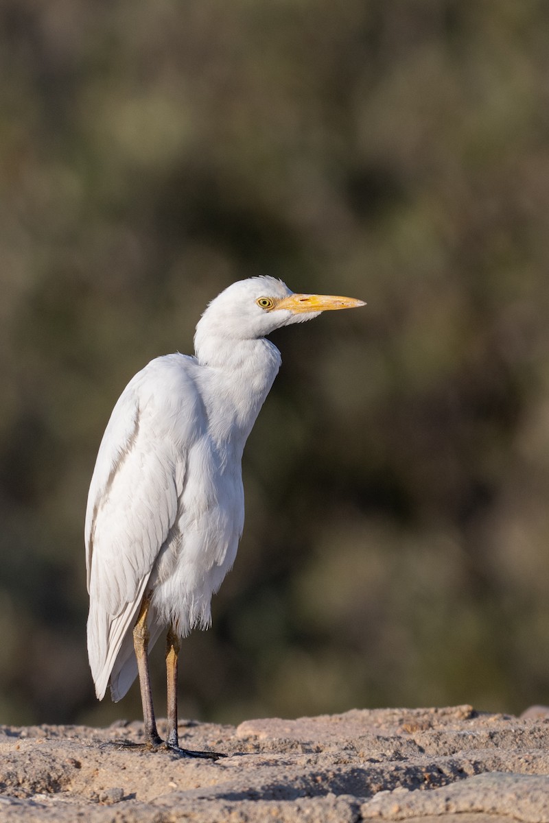 Western Cattle-Egret - ML644845825