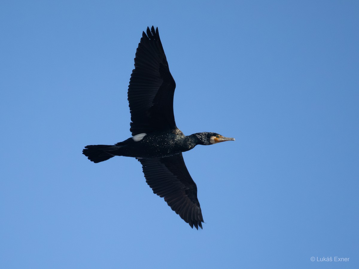 Great Cormorant - ML644845826