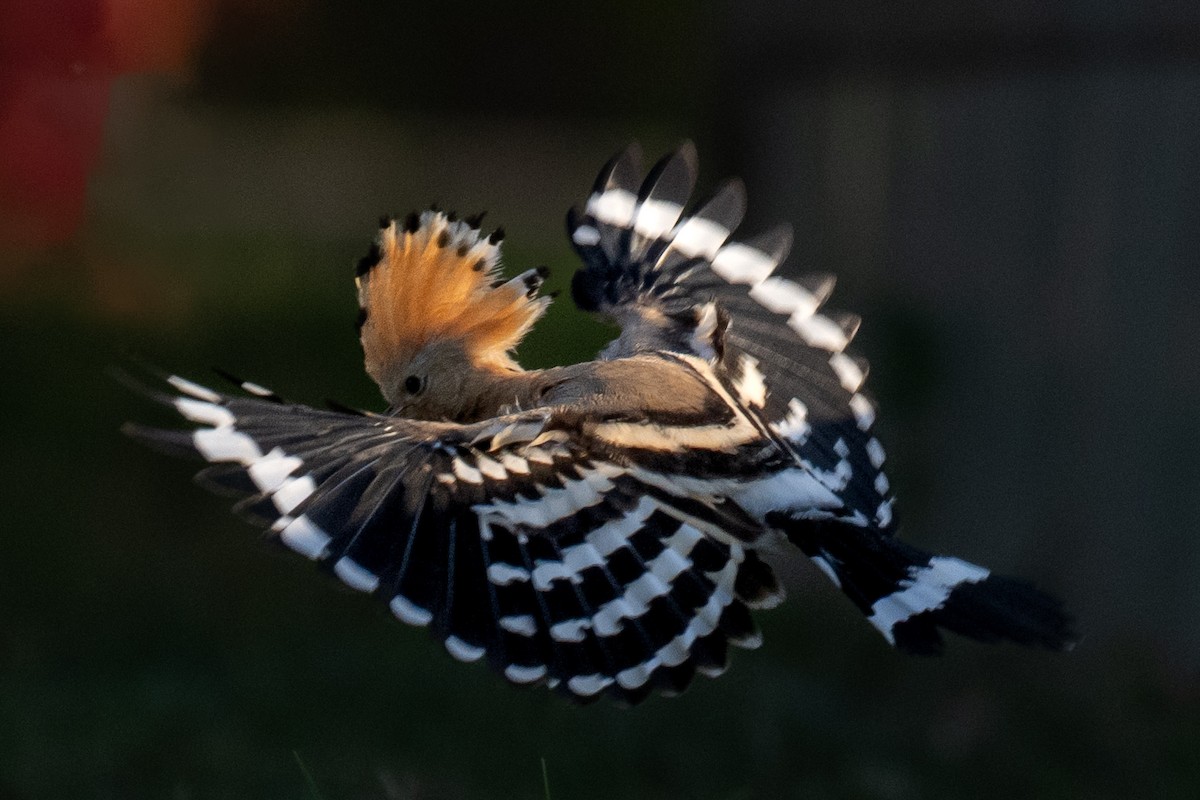 Common Hoopoe - ML644845827