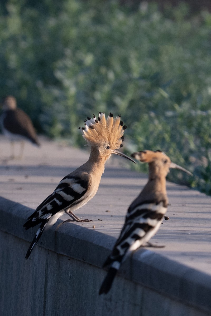 Common Hoopoe - ML644845828