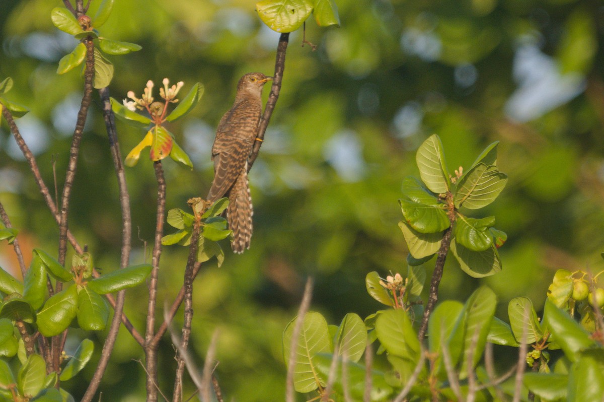 Common Cuckoo - ML644845829