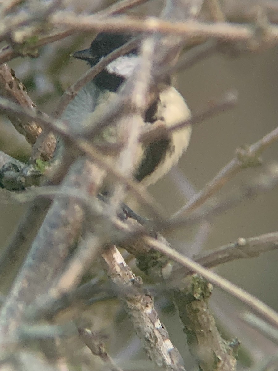 Great Tit - ML644845830