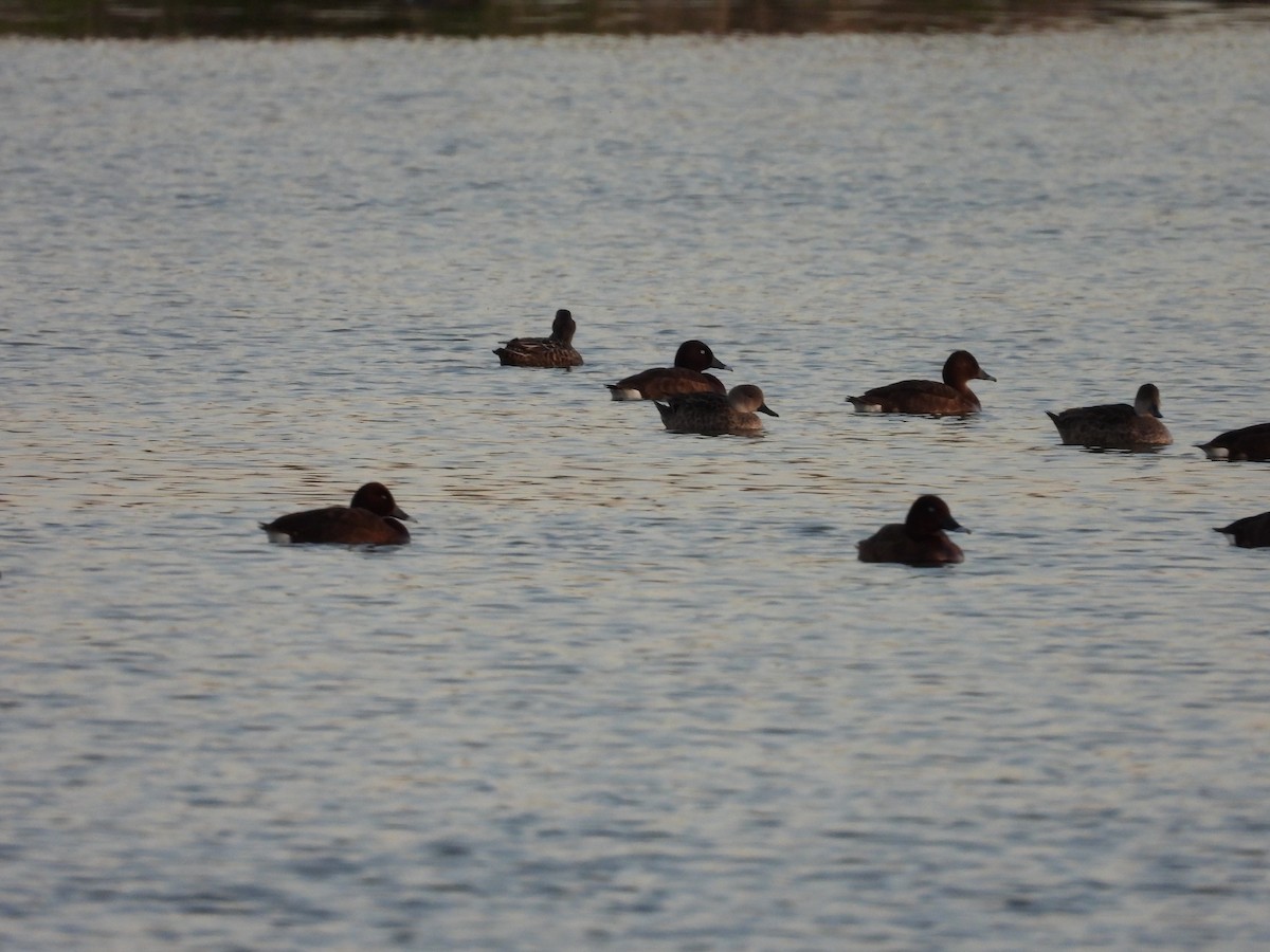 Gray Teal - ML644845831