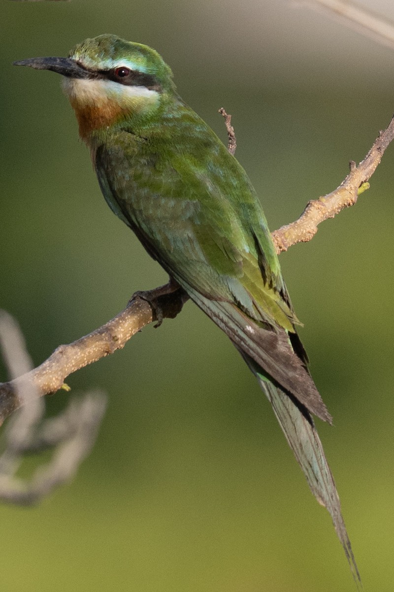 שרקרק ירוק - ML644845833