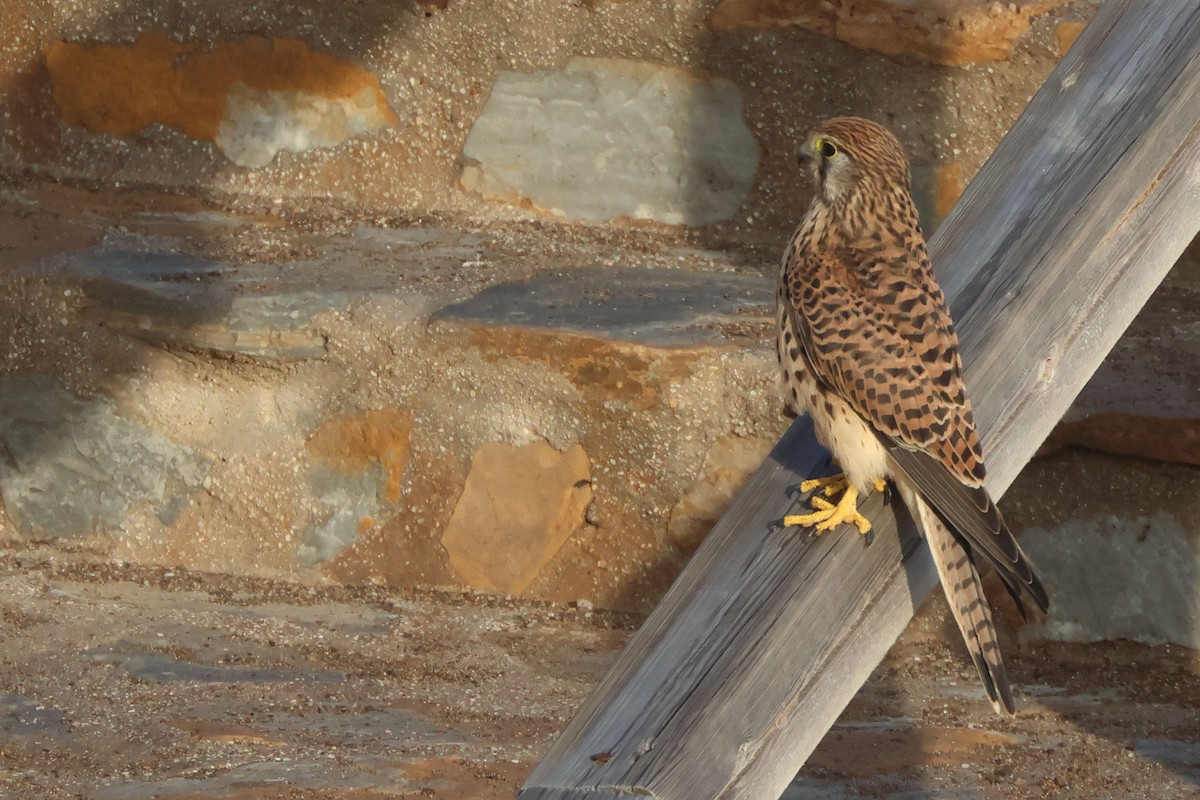 Eurasian Kestrel - ML644845834