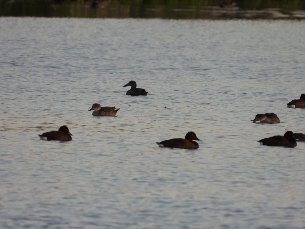 Australasian Shoveler - ML644845835