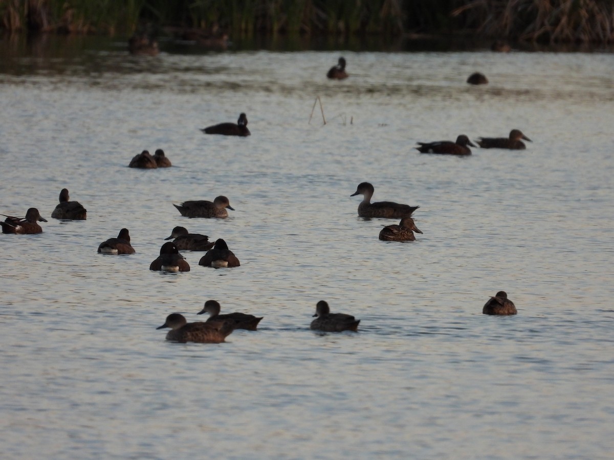 Australasian Shoveler - ML644845839