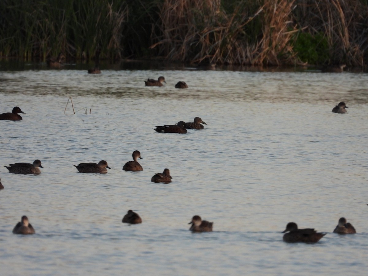 Australasian Shoveler - ML644845843