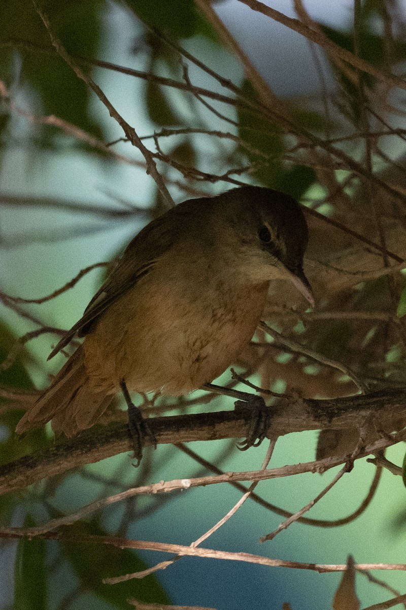 Clamorous Reed Warbler - ML644845850