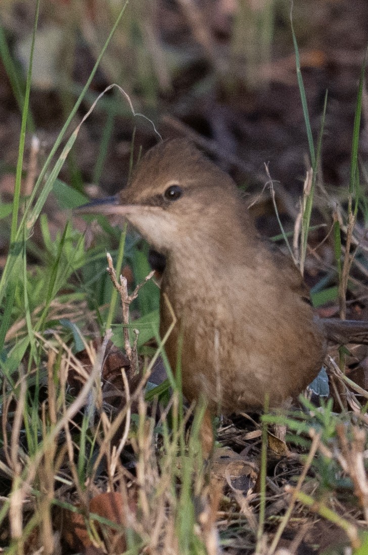 Clamorous Reed Warbler - ML644845851