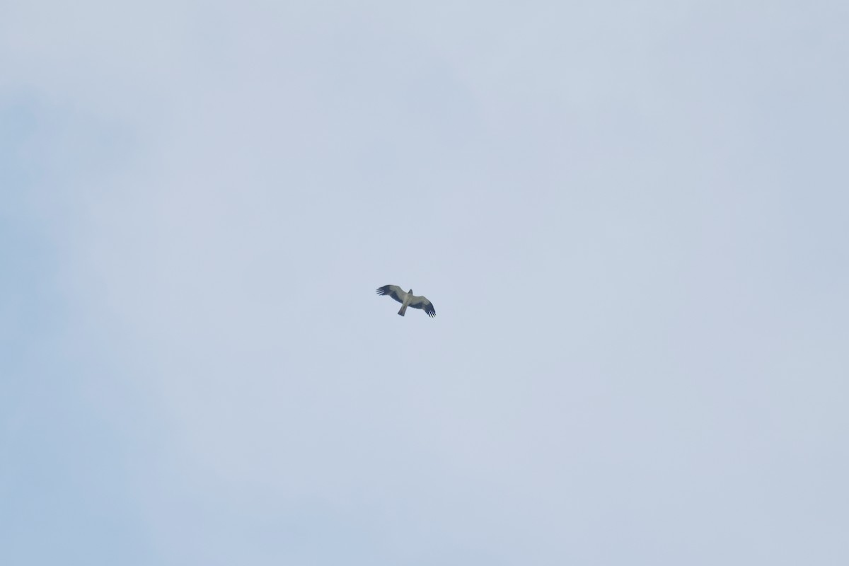 Booted Eagle - ML644845860