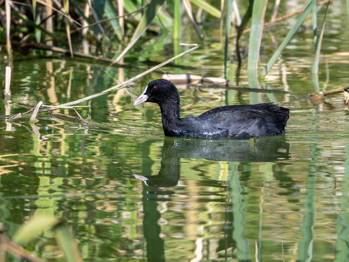 Eurasian Coot - ML644845862