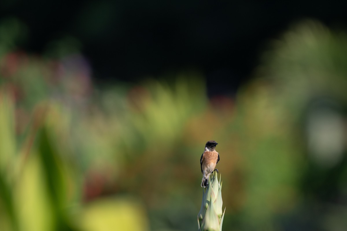 Siberian Stonechat - ML644845863