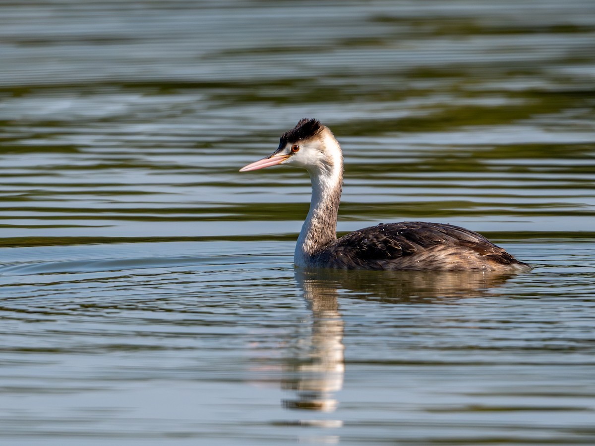 Great Crested Grebe - ML644845865