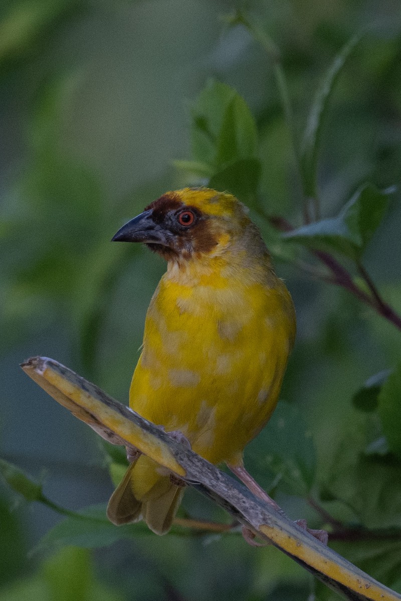 Иволговый ткач - ML644845866