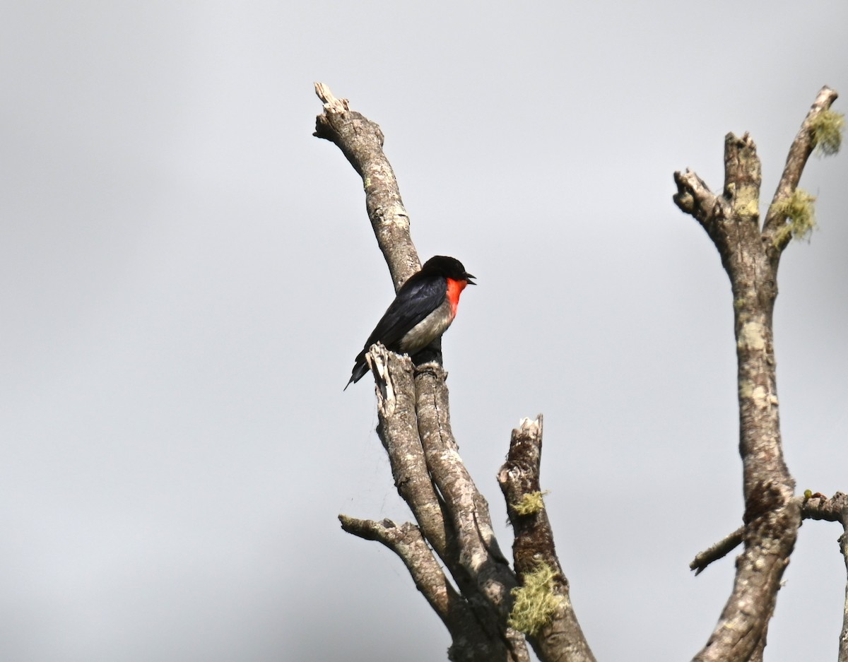 Mistletoebird - ML644845867