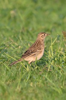Richard's Pipit - ML644845868