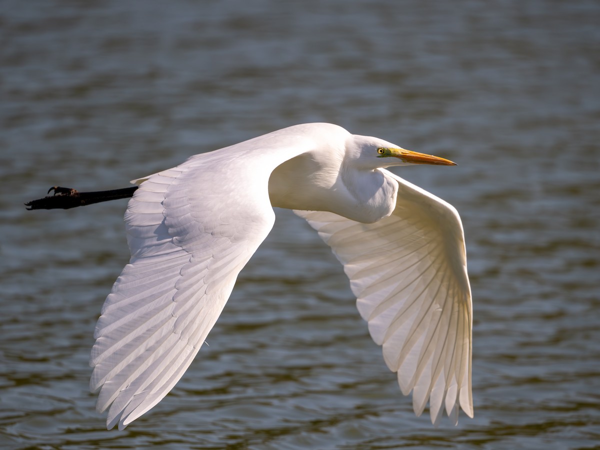 Great Egret - ML644845869