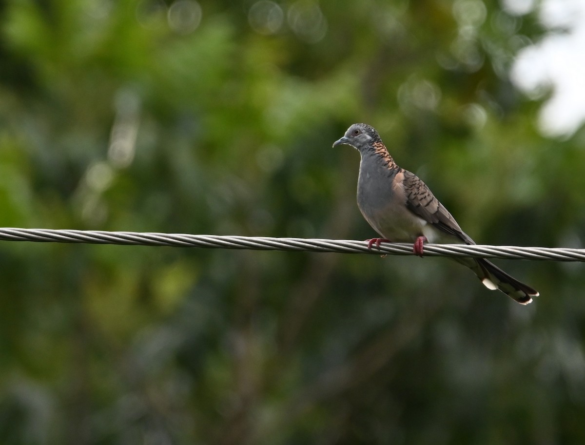 Bar-shouldered Dove - ML644845870