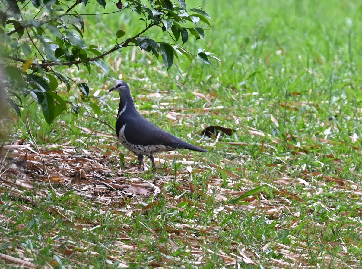 Wonga Pigeon - ML644845871