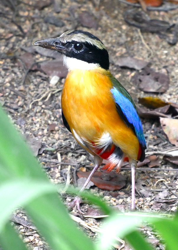 Blue-winged Pitta - ML644845879