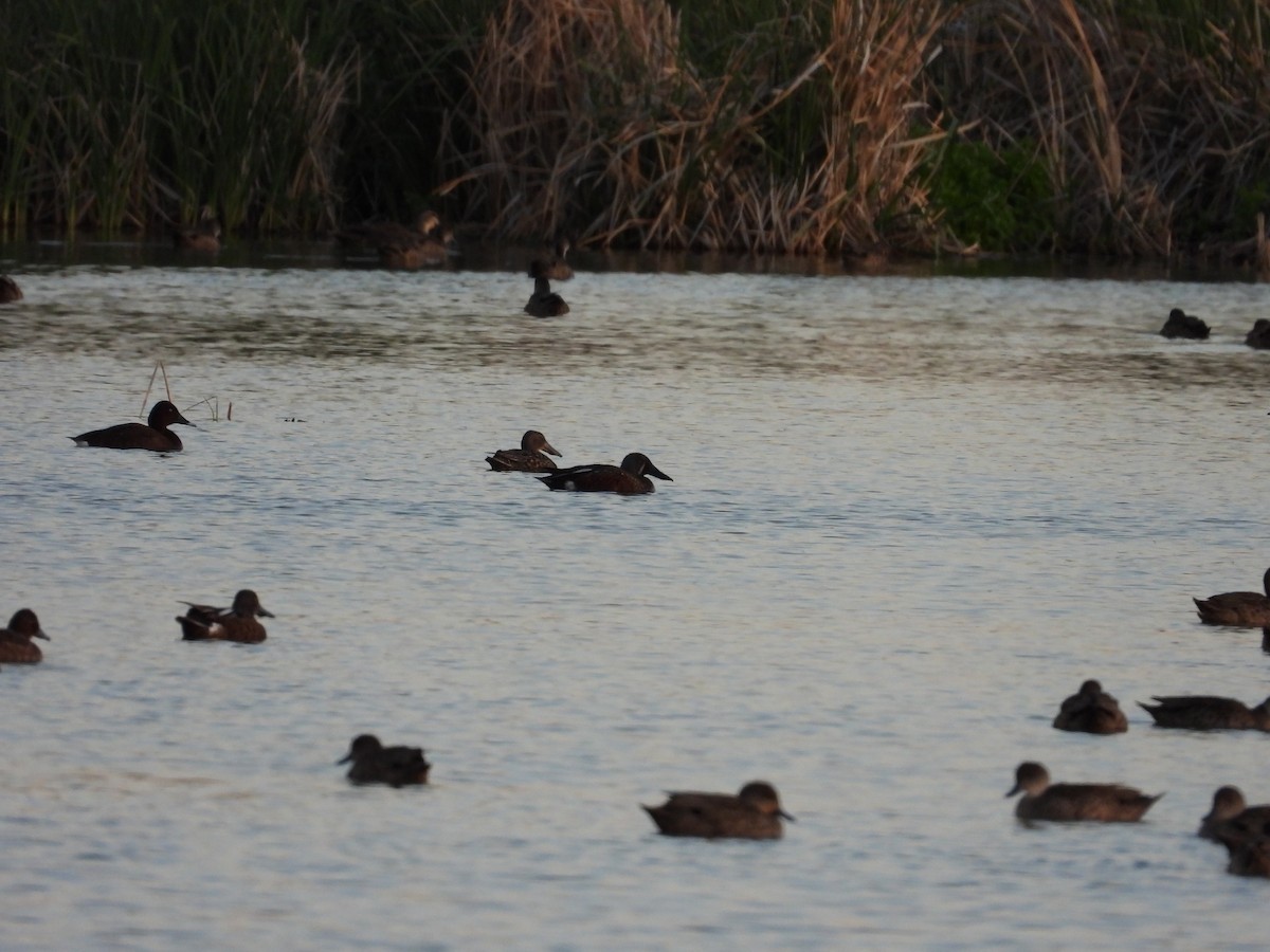 Australasian Shoveler - ML644845885
