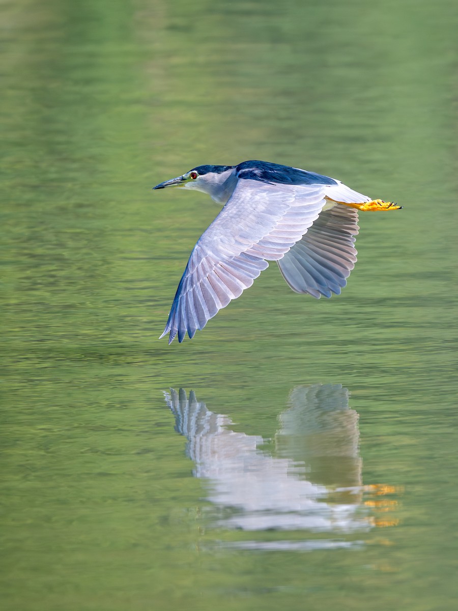 Black-crowned Night Heron - ML644845886
