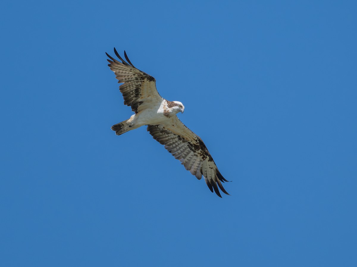 Osprey - ML644845888
