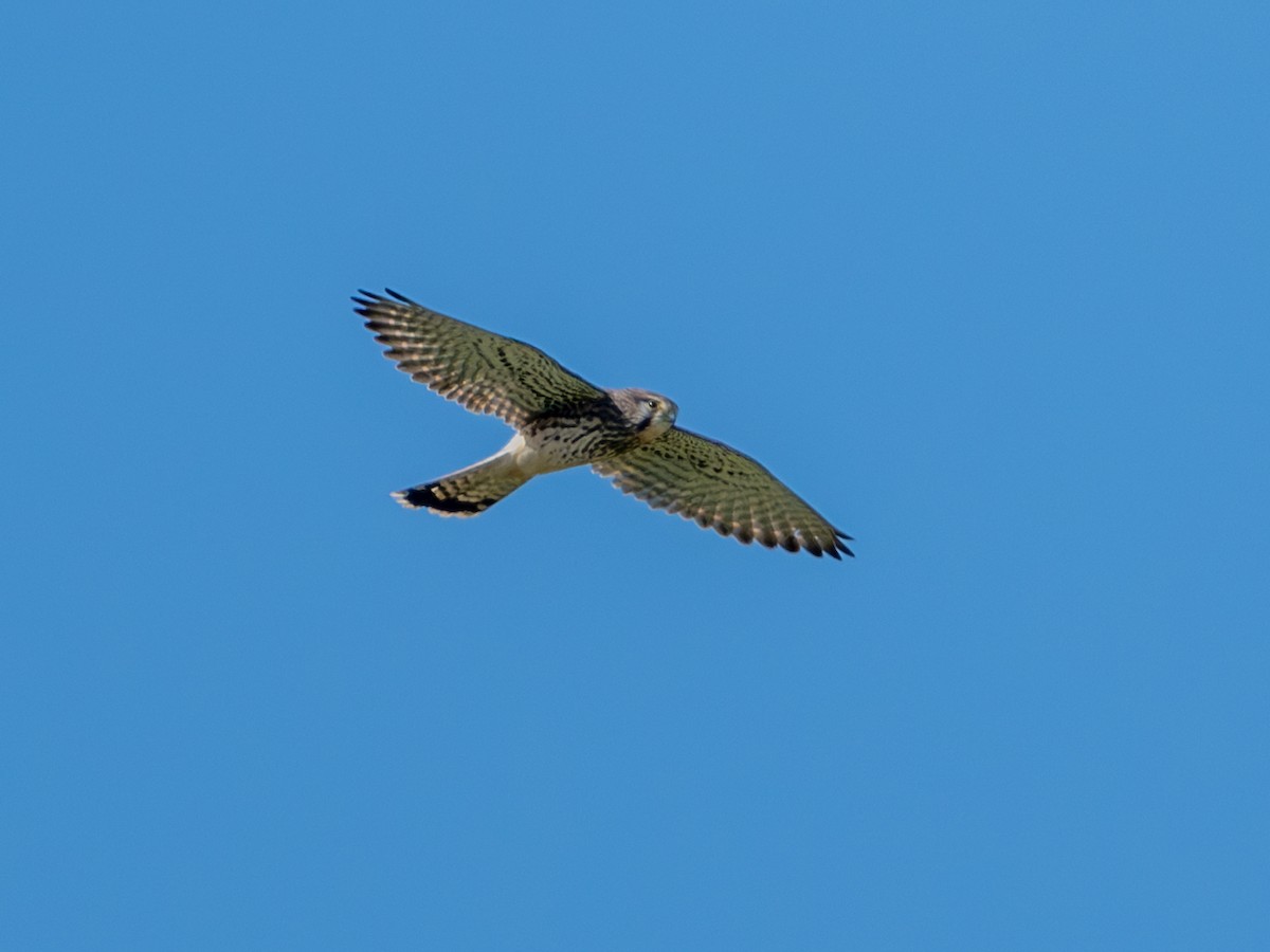 Eurasian Kestrel - ML644845895