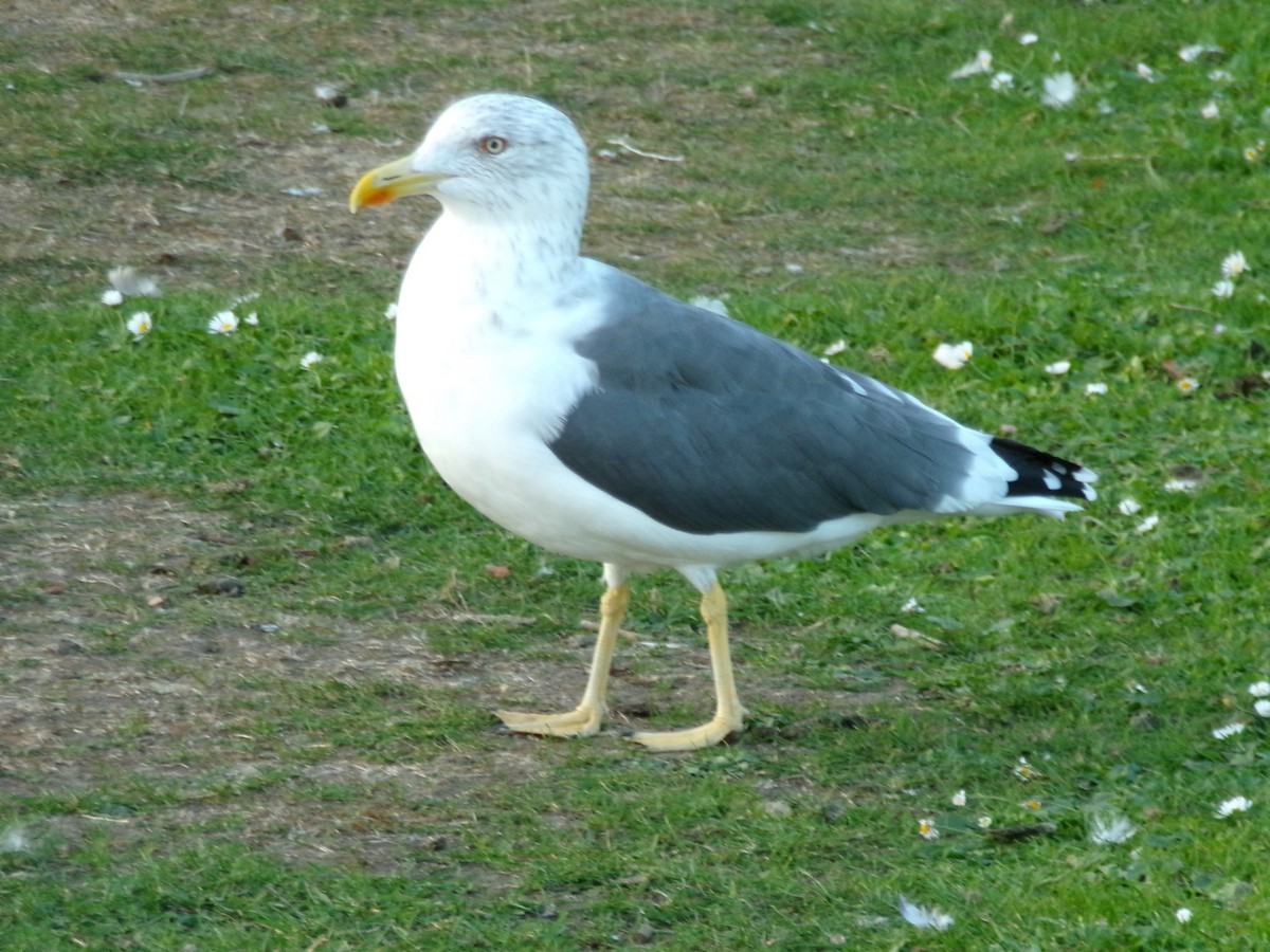 Kara Sırtlı Martı - ML644845924