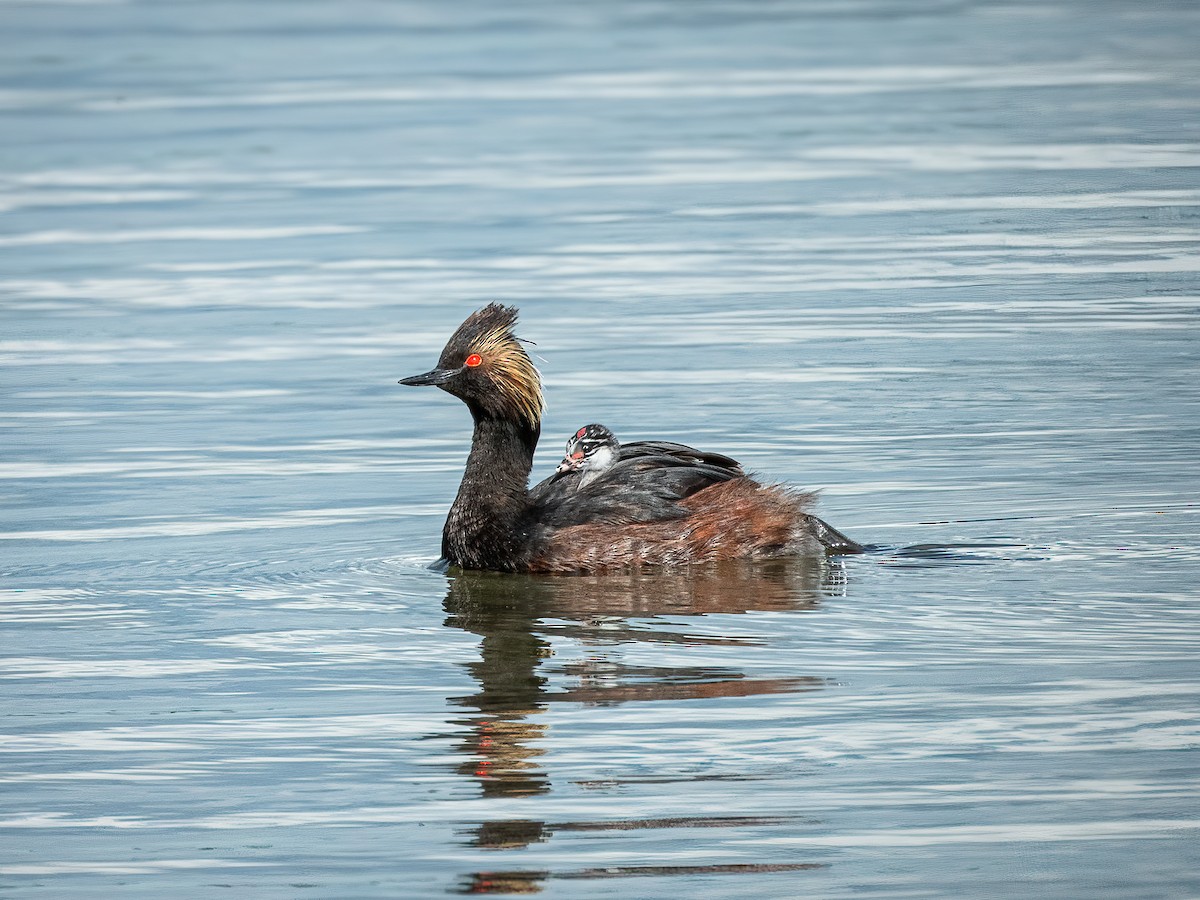 ハジロカイツブリ - ML644845941