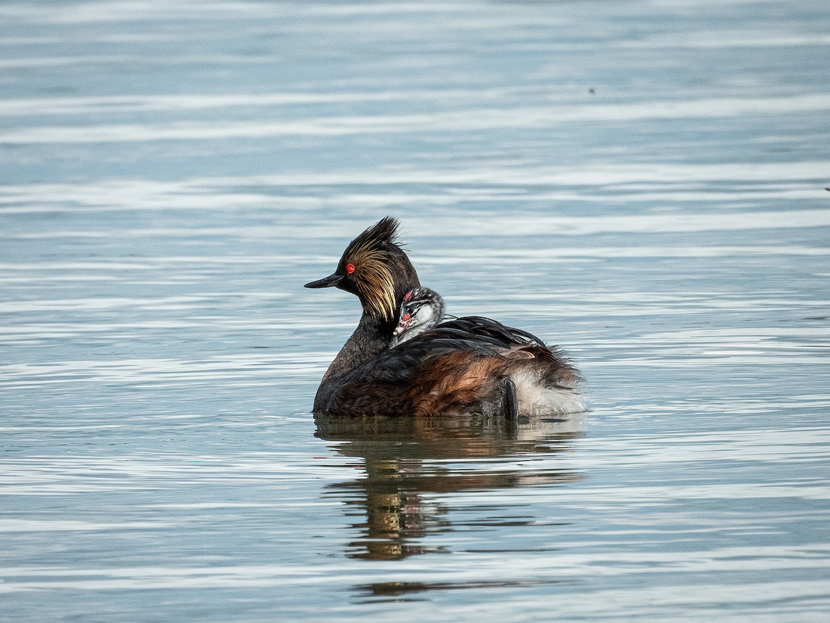 ハジロカイツブリ - ML644845942