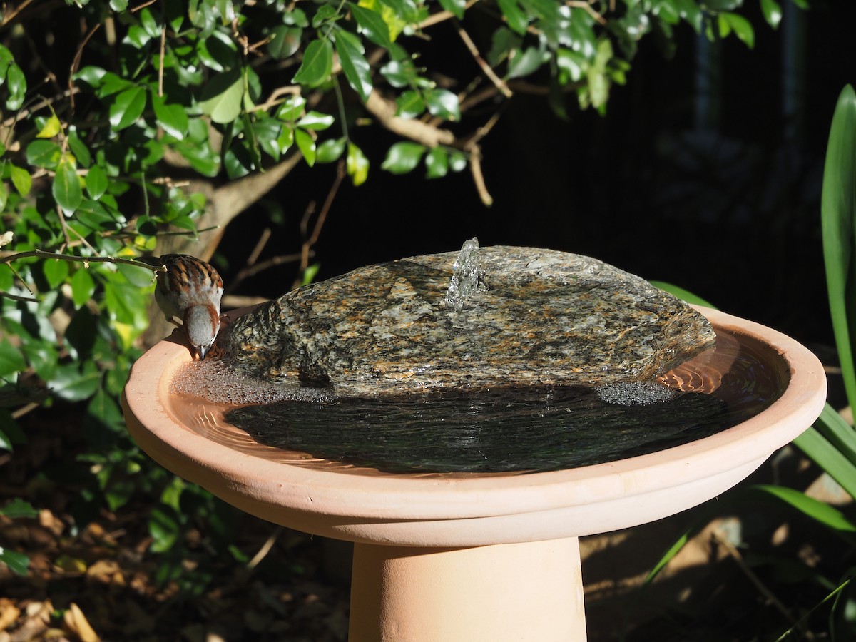 House Sparrow - ML644845954