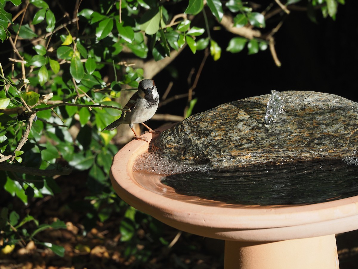 House Sparrow - ML644845955