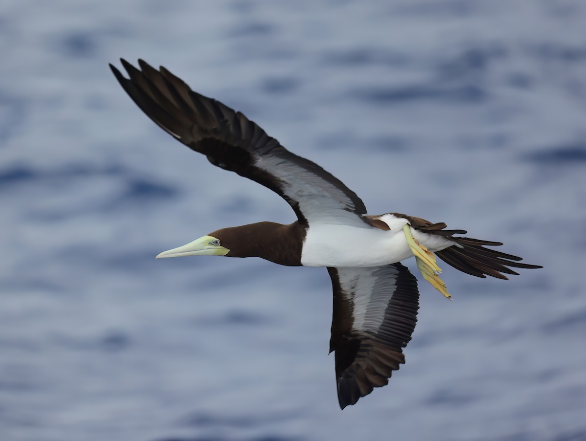 Brown Booby - ML644845963