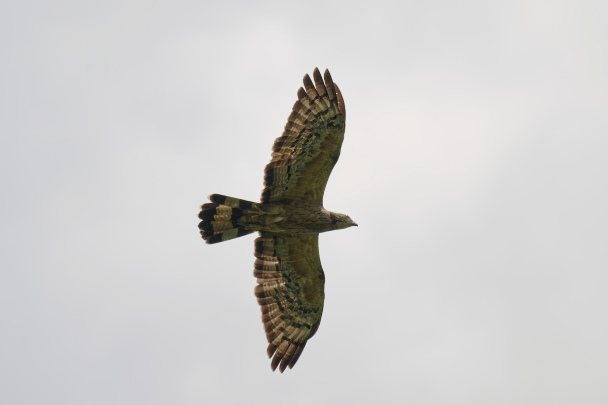 Oriental Honey-buzzard - ML644845964