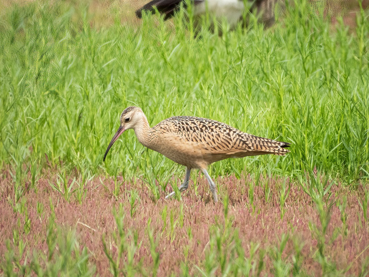 Long-billed Curlew - ML644845966