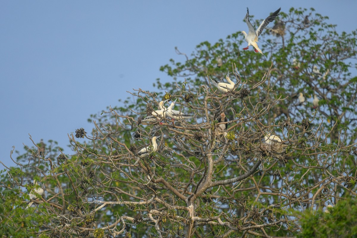 Zanga hankagorria - ML644845973