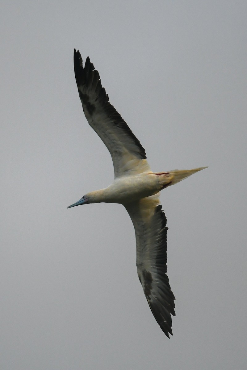 Zanga hankagorria - ML644845975