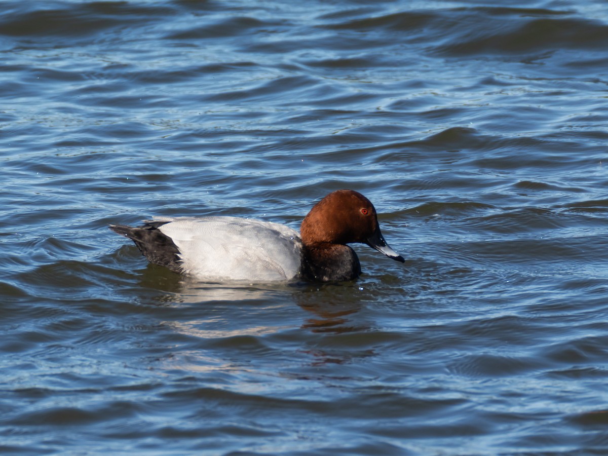 Common Pochard - ML644845976