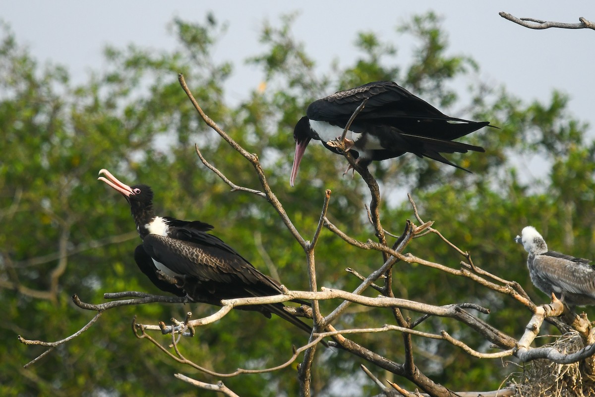 Christmaseko fragata - ML644845977