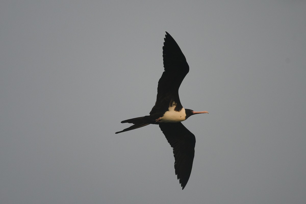 Christmaseko fragata - ML644845986